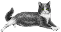 <img:stuff/GrNWhCatRev215.png>