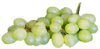 <img:stuff/Grapes-White.png>