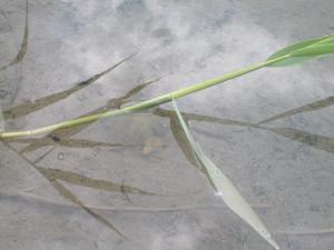 <img300*0:stuff/Grass_on_the_Water.jpg>