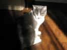 Grey and white cat <img0*100:stuff/Grey_and_white_cat.jpg>