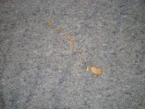 <img300*0:stuff/Grey_old_blanket_with_hole.jpg>