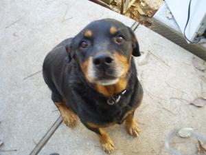 <img300*0:stuff/Guard_dog.jpg>