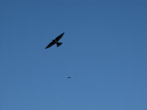 <img300*0:stuff/Guardians.jpg>