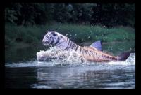 <img200*0:stuff/H%3Astufftigerfish!.jpg>