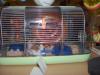 <img100*0:stuff/Hamster_Cage.jpg>