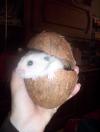 <img100*0:stuff/Hamster_Coconut.jpg>
