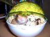 <img100*0:stuff/Hamster_bowl.jpg>