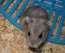 <img93*0:stuff/Hamster_close-up.jpg>