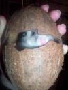 <img100*0:stuff/Hamster_coconut.jpg>