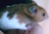 <img100*0:stuff/Hamster_in_hand.jpg>