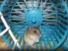 <img100*0:stuff/Hamster_in_wheel.jpg>