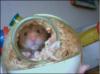 <img100*0:stuff/Hamster_pickaboo.jpg>