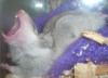 <img100*0:stuff/Hamster_yawn.jpg>