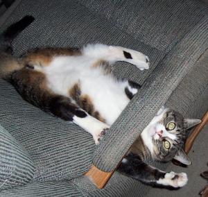 <img300*0:stuff/Harly.jpg>