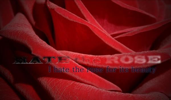 <img600*0:stuff/HateTheRose.jpg>