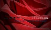 <img:stuff/HateTheRose.jpg?y=100>