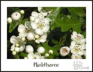 <img300*0:http://elftown.heddate.com/stuff/Hawthorne%20M08%201.png>