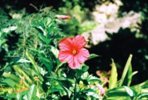 <img300*0:stuff/Hibiscus.jpg>
