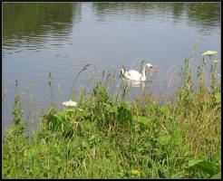 <img0*200:stuff/Holyrood%20Park%20swan.jpg>