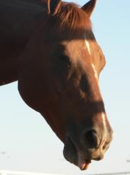 <img0*250:stuff/Horse_Curling_tongue.jpg>
