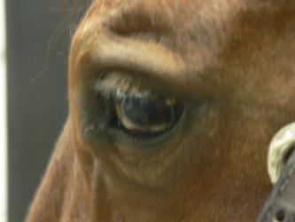 <img0*250:stuff/Horse_eye.jpg>