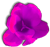 <img:stuff/HotPinkDahBullet.png>