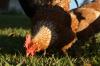 <img100*0:stuff/House%20Pecking.jpg>