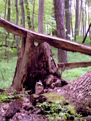 <img300*0:stuff/How_funny_is_the_wood-owl%3f.jpg>