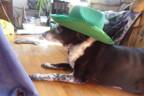<img500*333:stuff/HugmeImIrish.jpg>