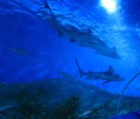 <img200*0:stuff/IMG_0136rsz-crop.JPG>
