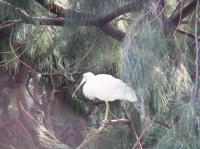 <img200*0:stuff/IMG_0264rsz.JPG>