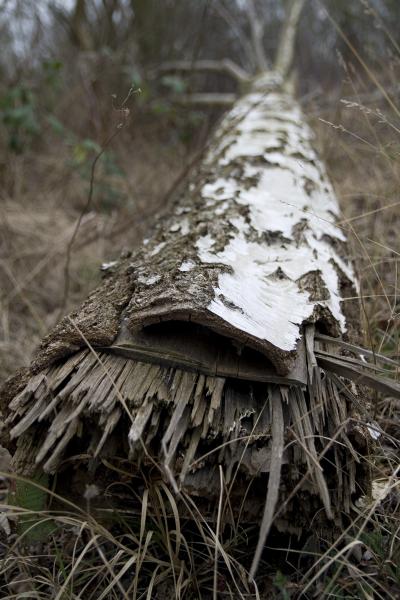 <img400*600:stuff/Iacta%20tree.jpg>