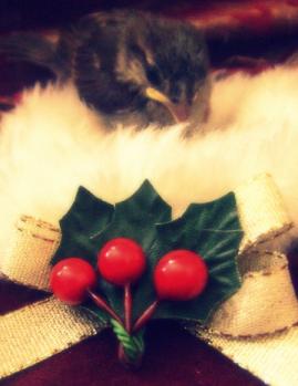 <img0*349:stuff/Image_1069665.jpg>
