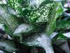 Image_1080542