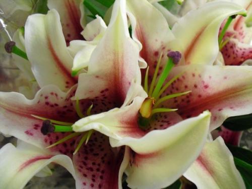 <img0*375:stuff/Image_1080546.jpg>