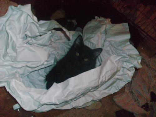 <img0*375:stuff/Image_1083360.jpg>