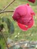 Image_300220