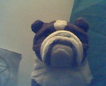 <img0*288:stuff/Image_360683.jpg>