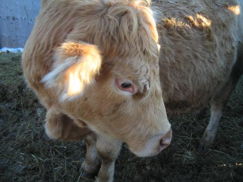 <img0*375:stuff/Image_430619.jpg>