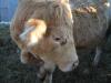 <img100*0:stuff/Image_430619.jpg>