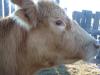 <img100*0:stuff/Image_430633.jpg>