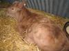 <img100*0:stuff/Image_430650.jpg>