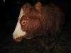 <img100*0:stuff/Image_430657.jpg>