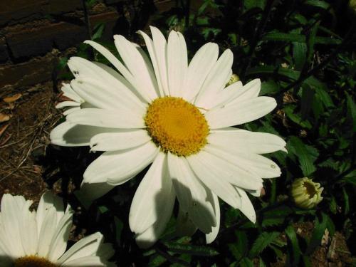 Image_55718