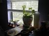 Image_799525