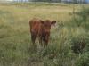 <img100*0:stuff/Image_837044.jpg>