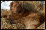 Blaithin's Barn Yard Bevy