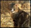 <img100*0:stuff/Image_878169.jpg>
