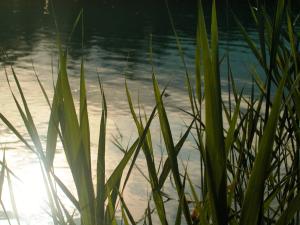 <img300*0:stuff/In_the_Reeds.jpg>