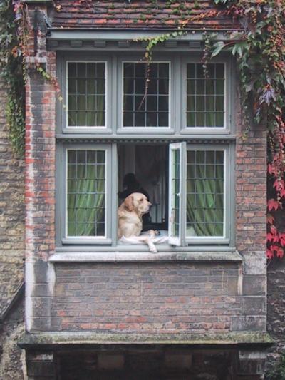 <img400*0:stuff/IskeDOgwindow.jpg>